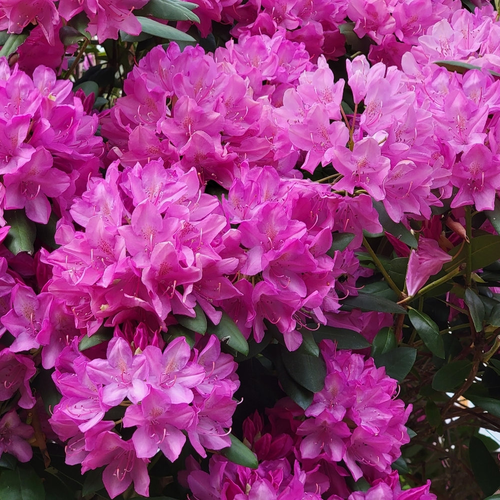 Rhododendron Tree - Picture 7 of 7